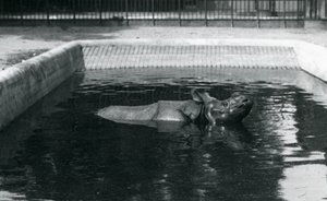 Un rhinocéros indien dans sa piscine au zoo de Londres, juillet 1914